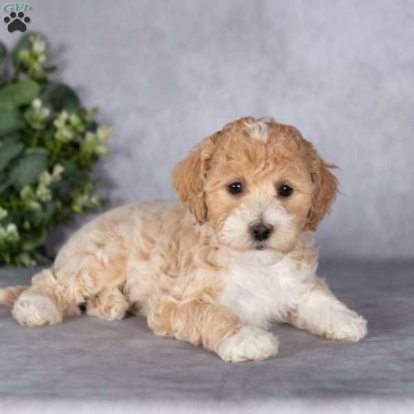 Belle, Bich-Poo Puppy
